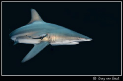 Blacktip by Dray Van Beeck 